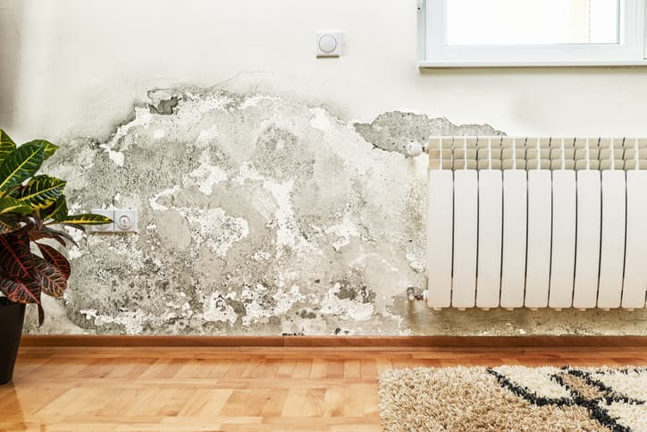 Why NZ homes get so damp